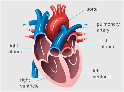 what is Lv diastolic volume